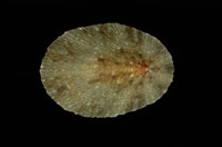 藏品(花笠螺)的圖片